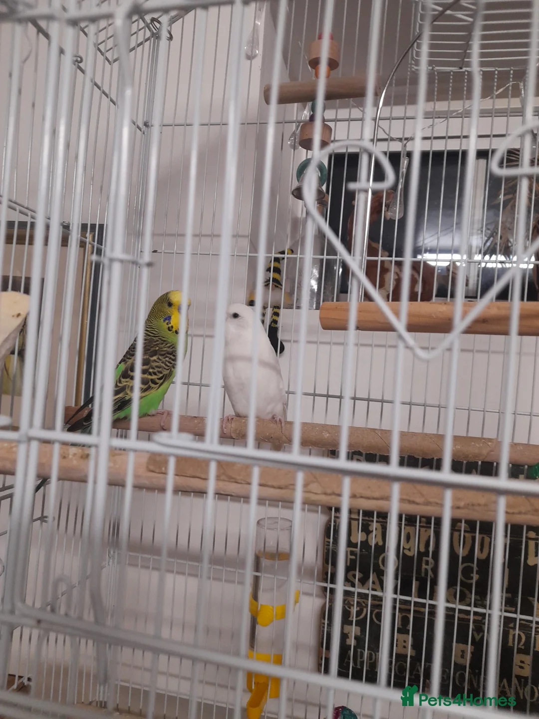 Budgerigars birds for sale: Juvenile male budgerigars in Colchester - Advert 5