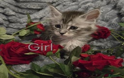Maine Coon cats for sale: 1 Maine Coon kitten boy. - Image 8