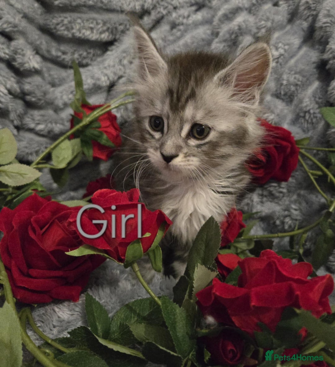 Maine Coon cats for sale: 1 Maine Coon kitten boy. - Image 8
