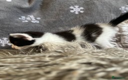 Mixed Breed cats for sale: Kittens  - Image 10