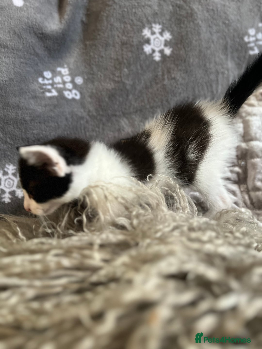 Mixed Breed cats for sale: Kittens  - Image 10