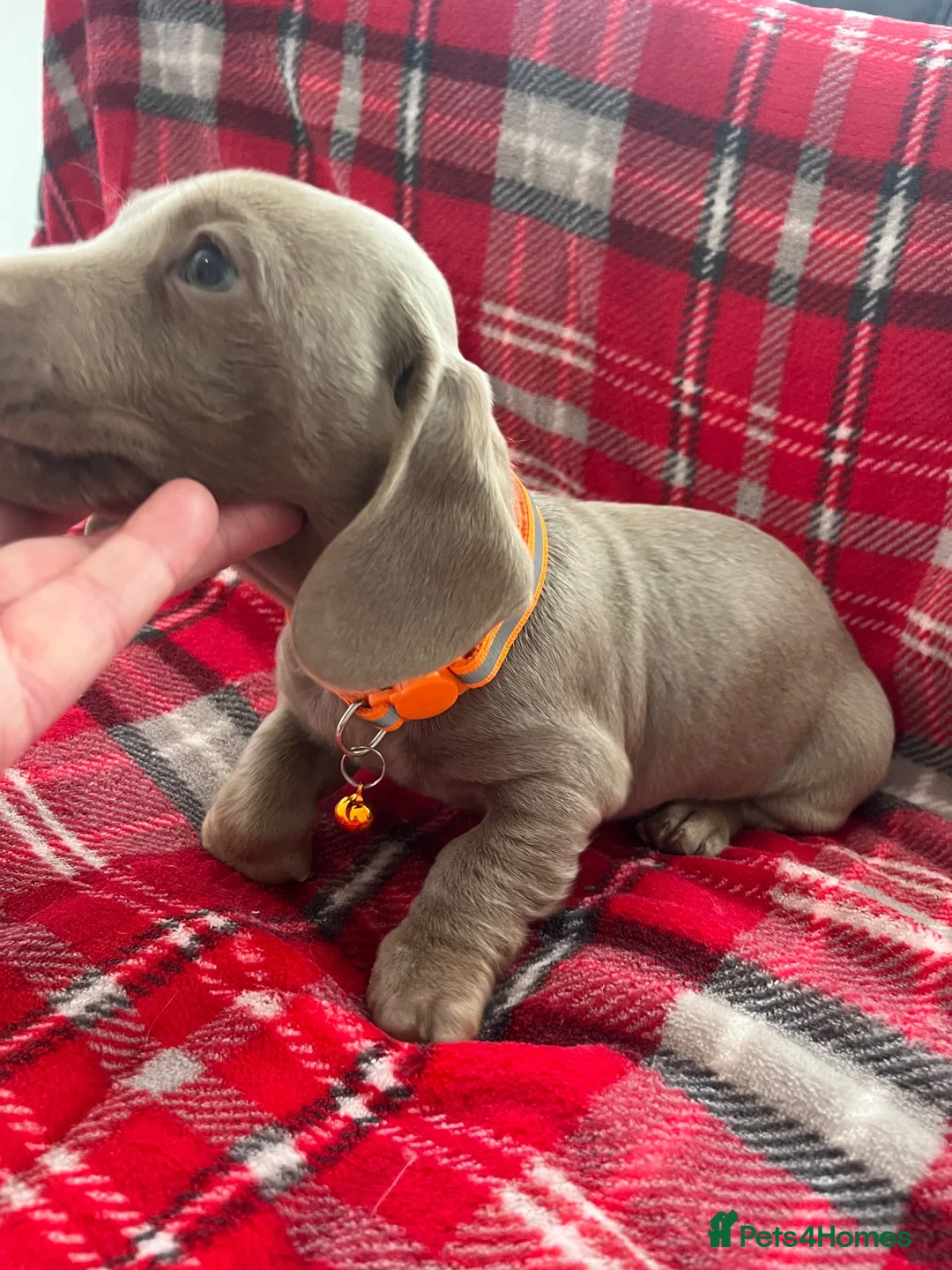 Dachshund dogs for sale: Beautiful dachshunds puppies  - Advert 2