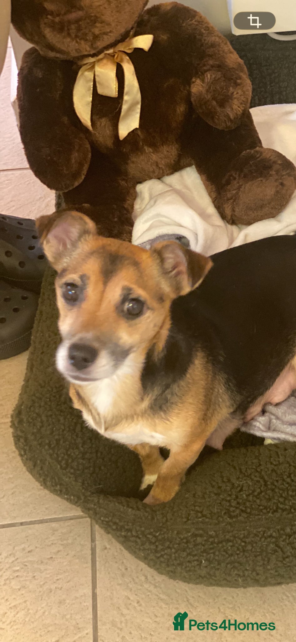 Jack Russell dogs Jack Russell terrier female for sale - Advert 18