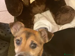 Jack Russell dogs Jack Russell terrier female for sale - Advert 9