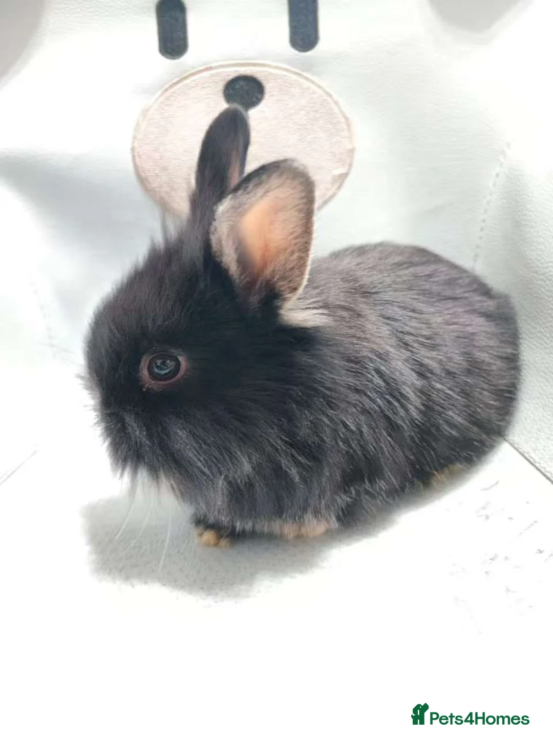 Mixed Breed rabbits for sale: A cute little rabbit - Advert 10