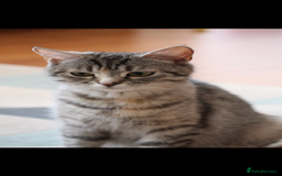 Domestic Shorthair cats for sale: Bonded Mum&Baby Cats Looking for a Loving New Home - Image 4