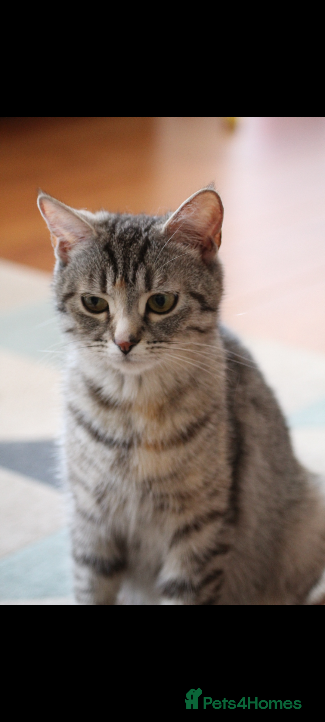 Domestic Shorthair cats for sale: Bonded Mum&Baby Cats Looking for a Loving New Home - Image 4