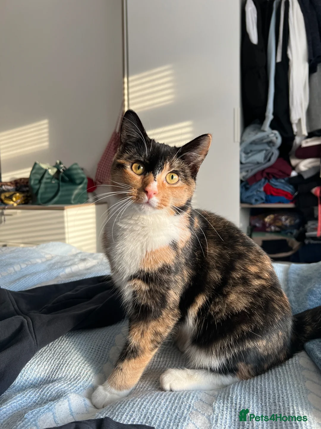 Domestic Shorthair cats for sale: Adorable Sibling Kittens for Sale–Must Go Together - Advert 1