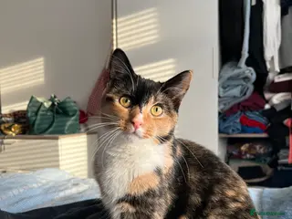 Domestic Shorthair cats Adorable Sibling Kittens for Sale–Must Go Together - Advert 1