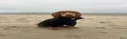 Cocker Spaniel dogs for sale: 21 Month Cocker Spaniel in Fleet - Advert 11