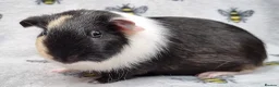 Guinea Pig rodents for sale: Bonded pair of Boars  - Advert 9