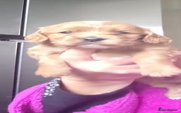 Cavapoo dogs for sale: LITTER OF BEAUTIFUL F2 CAVAPOOS  - Image 8