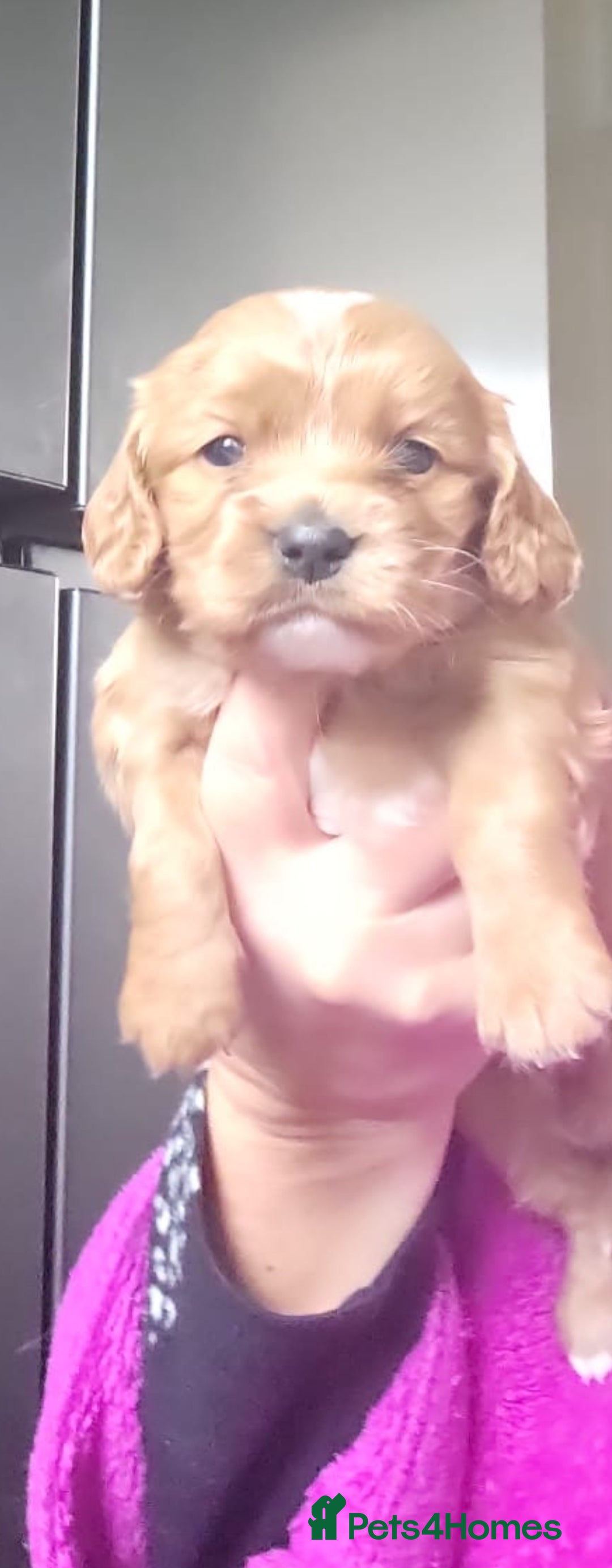 Cavapoo dogs for sale: LITTER OF BEAUTIFUL F2 CAVAPOOS  - Image 8