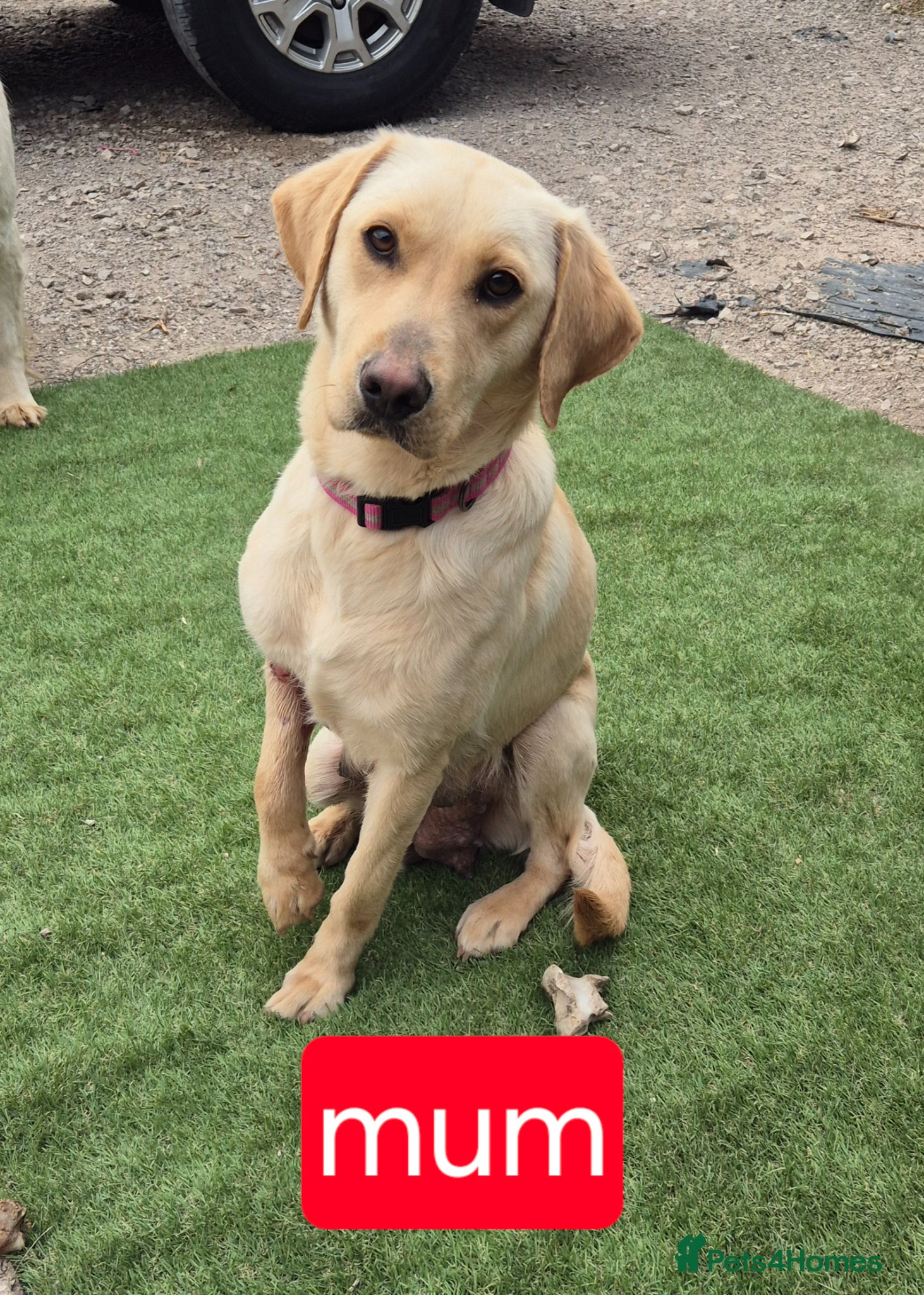 Goldador dogs Golden retriever / labrador retrieval puppies  - Advert 1