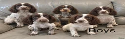 Cocker Spaniel dogs for sale: Cocker Spaniel Puppies Ready Now - Advert 2
