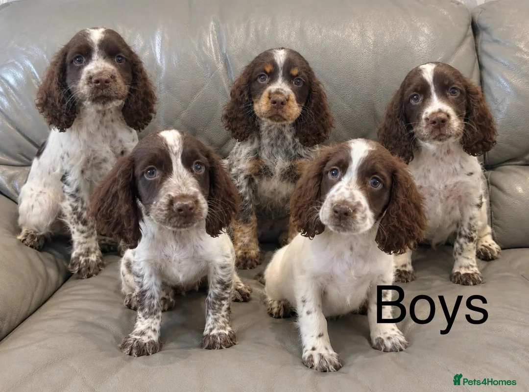 Cocker Spaniel dogs for sale: Cocker Spaniel Puppies Ready Now - Advert 2