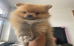 Pomeranian dogs for sale: Beautiful Russian bloodline Pomeranian puppies - Image 31