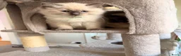 Ragdoll cats for sale: GCCF Ragdoll pedigree kittens blue point  - Advert 9