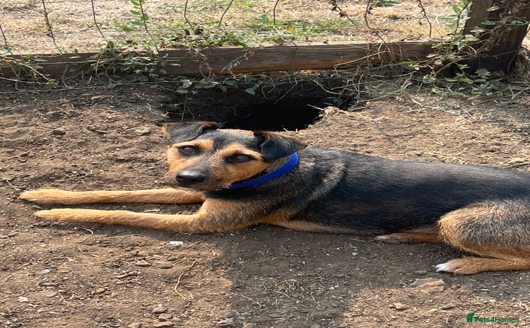 Mixed Breed dogs - Advert 16