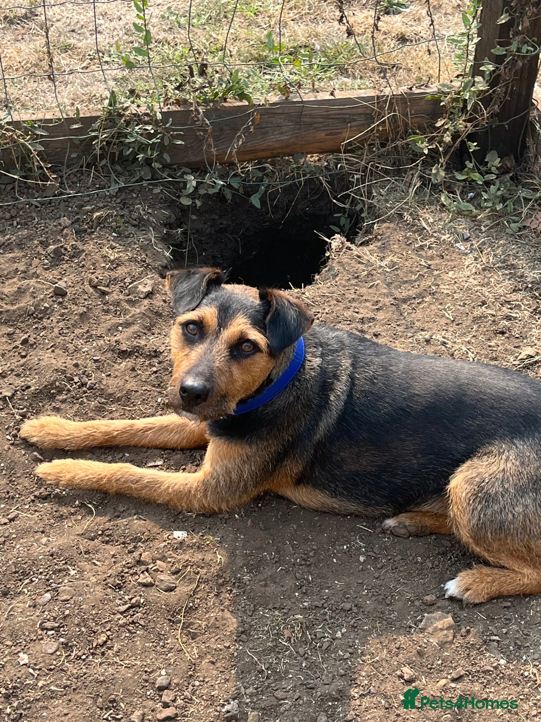 Mixed Breed dogs for sale: Beagle cross terrier - Image 1
