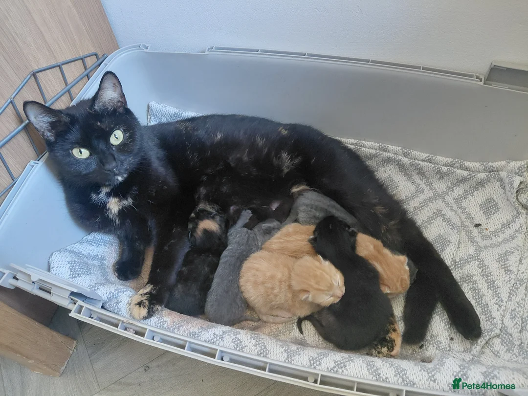 Mixed Breed cats for sale: 1 female ginger - Advert 1