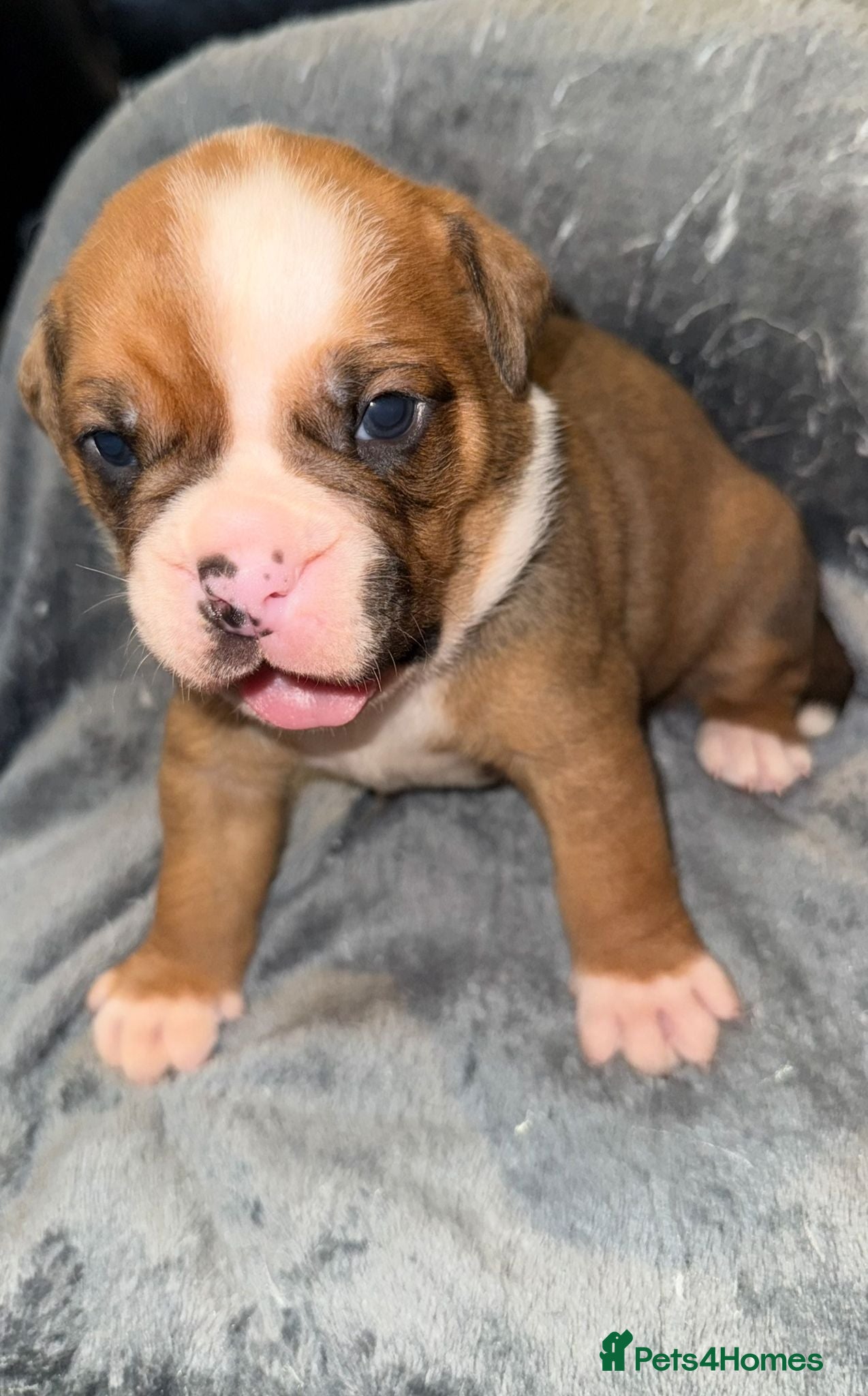 Mixed Breed dogs Old tyme/ old english bulldogs - Advert 15