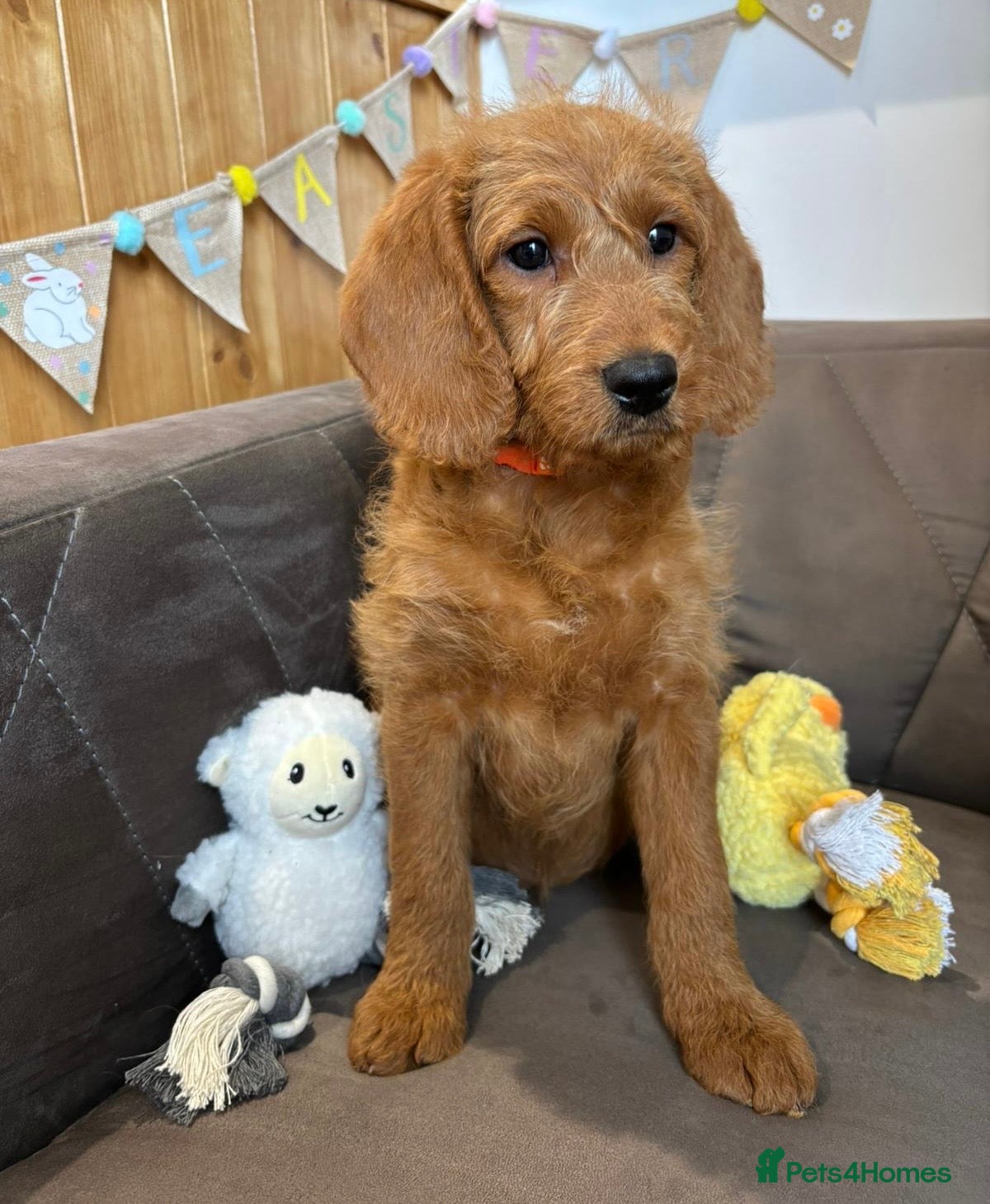 Labradoodle dogs ⭐️Fully Health Tested F1 Miniature Labradoodles⭐️  - Advert 5