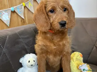 Labradoodle dogs ⭐️Fully Health Tested F1 Miniature Labradoodles⭐️ - Advert 5