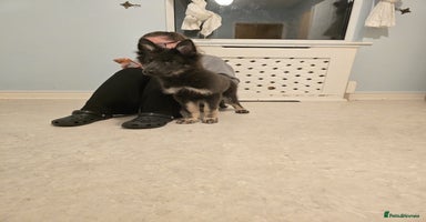 German Shepherd dogs READY NOW long hair straight back German shepherd - Advert 7