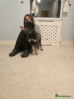 German Shepherd dogs READY NOW long hair straight back German shepherd - Advert 7