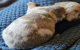 Dachshund dogs for sale: Isabella Dapple Dachshund Puppies - Advert 19