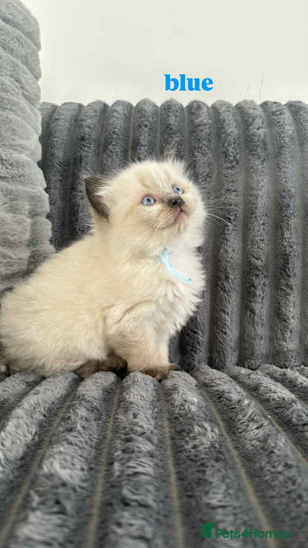 Ragdoll cats for sale: 5 Adorable Ragdoll Kittens🐾 - Image 6