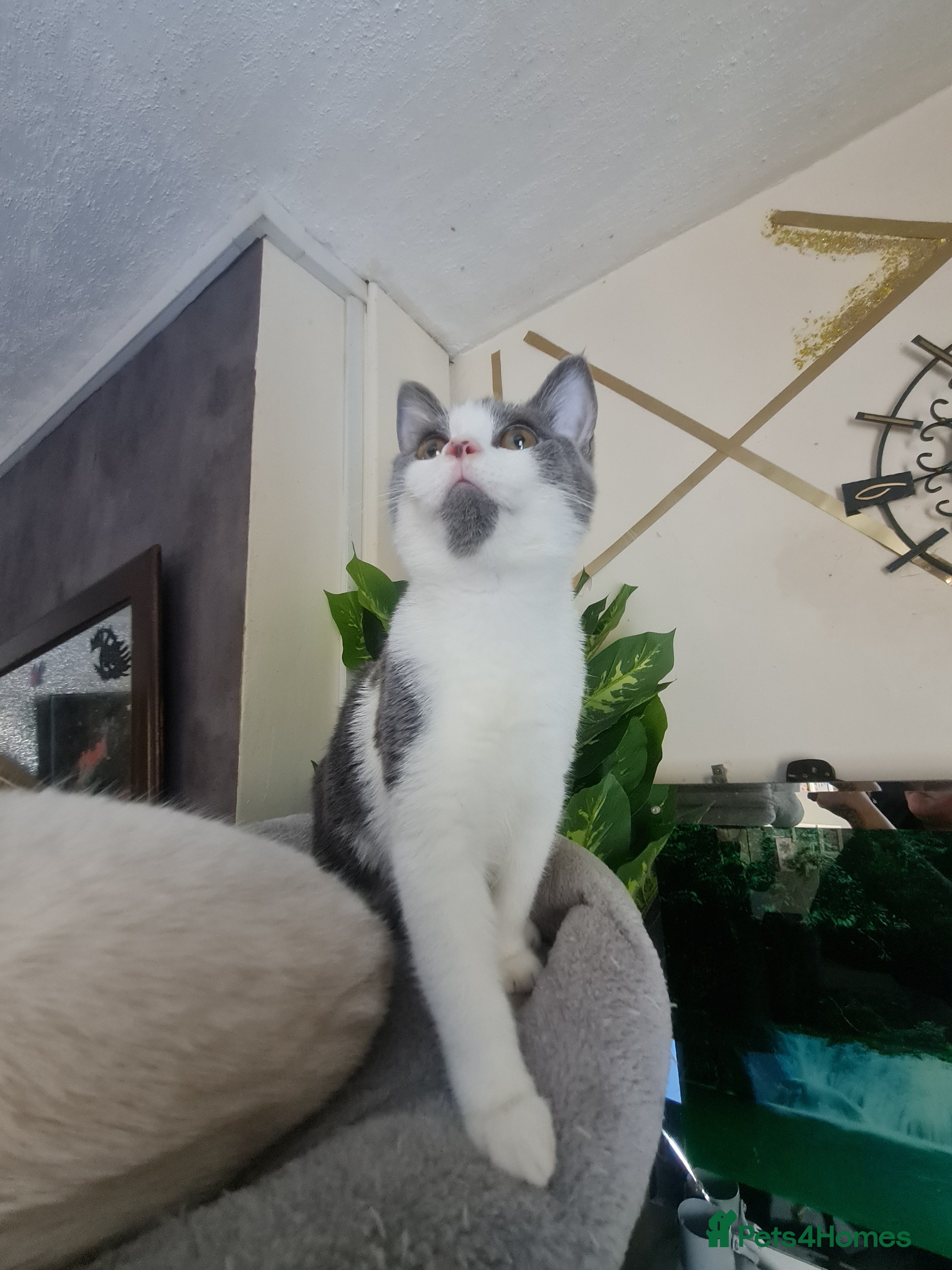 Mixed Breed cats Stunning  kittens looking  4 new home - Advert 13