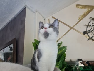Mixed Breed cats Stunning kittens looking 4 new home - Advert 7