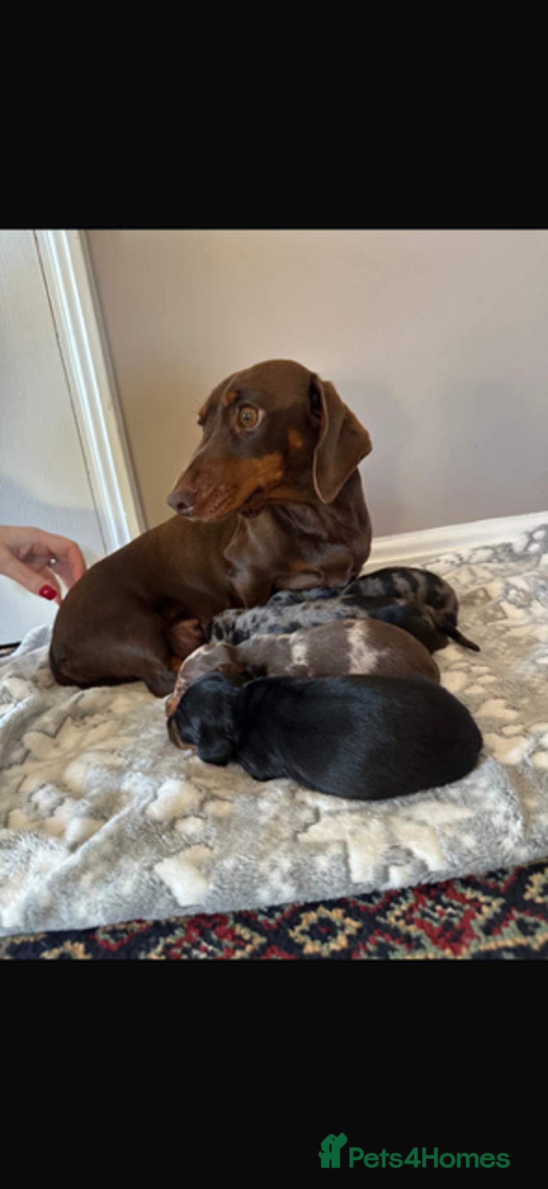 Miniature Dachshund dogs for sale: Miniature Dachshund Puppies - Advert 2