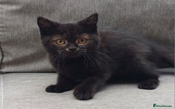 British Shorthair cats for sale: Ready now! Affectionate Black GCCF female - Image 1