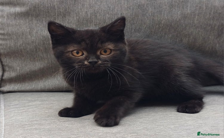 British Shorthair cats - Advert 12