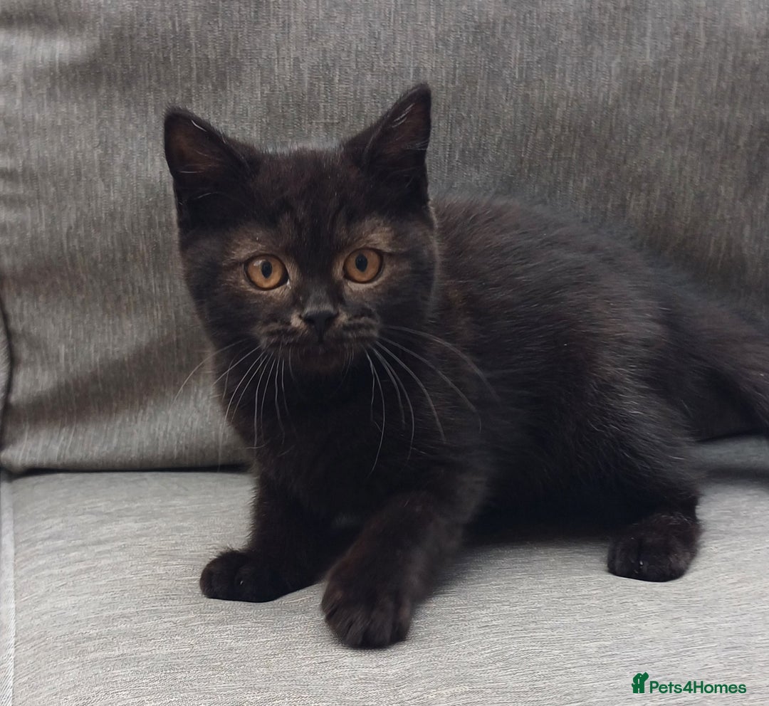British Shorthair cats for sale: Ready now! Affectionate Black GCCF female - Image 1