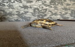 Tortoise reptiles for sale: Horsfield Tortoises  - Image 2