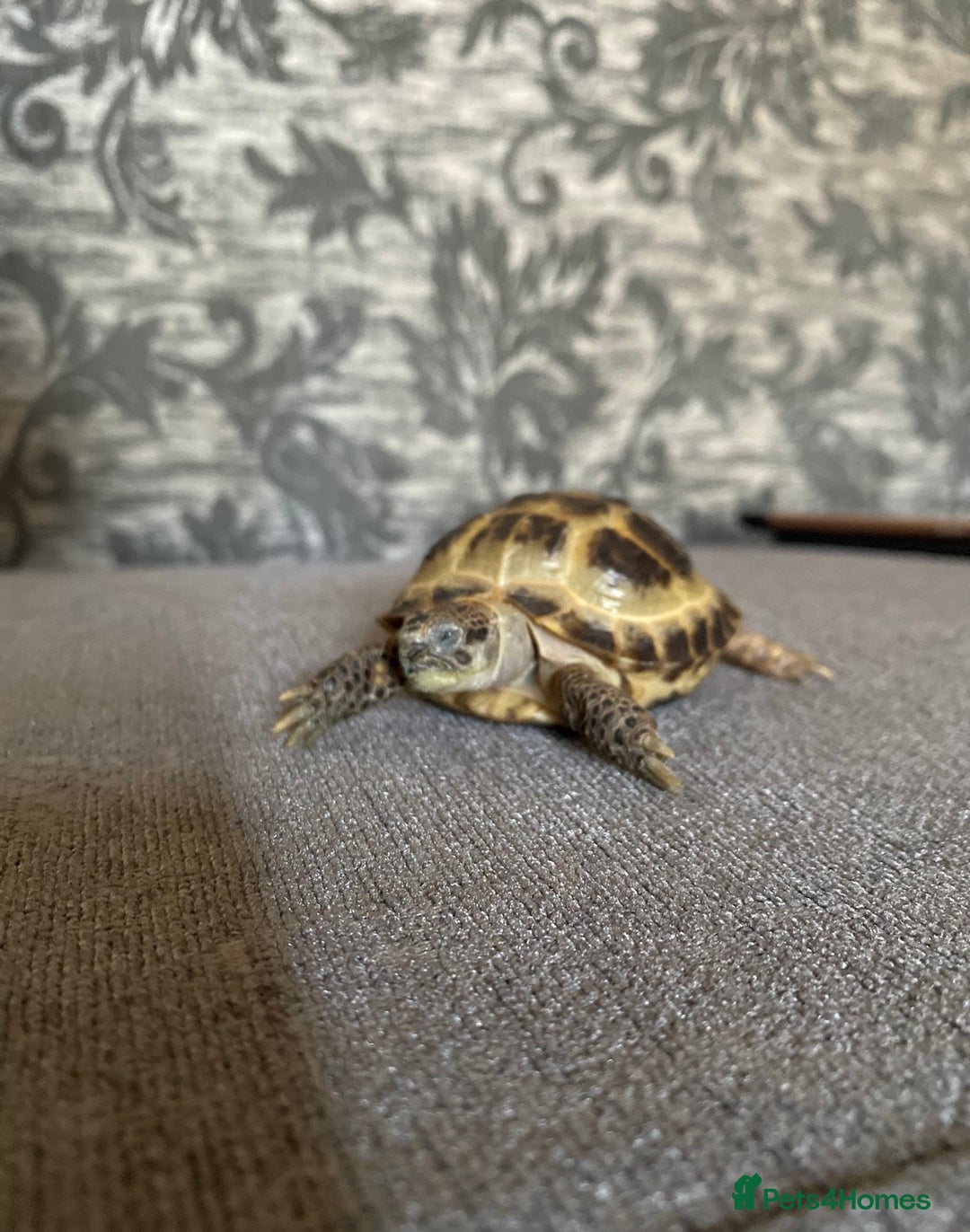 Tortoise reptiles for sale: Horsfield Tortoises  - Image 2