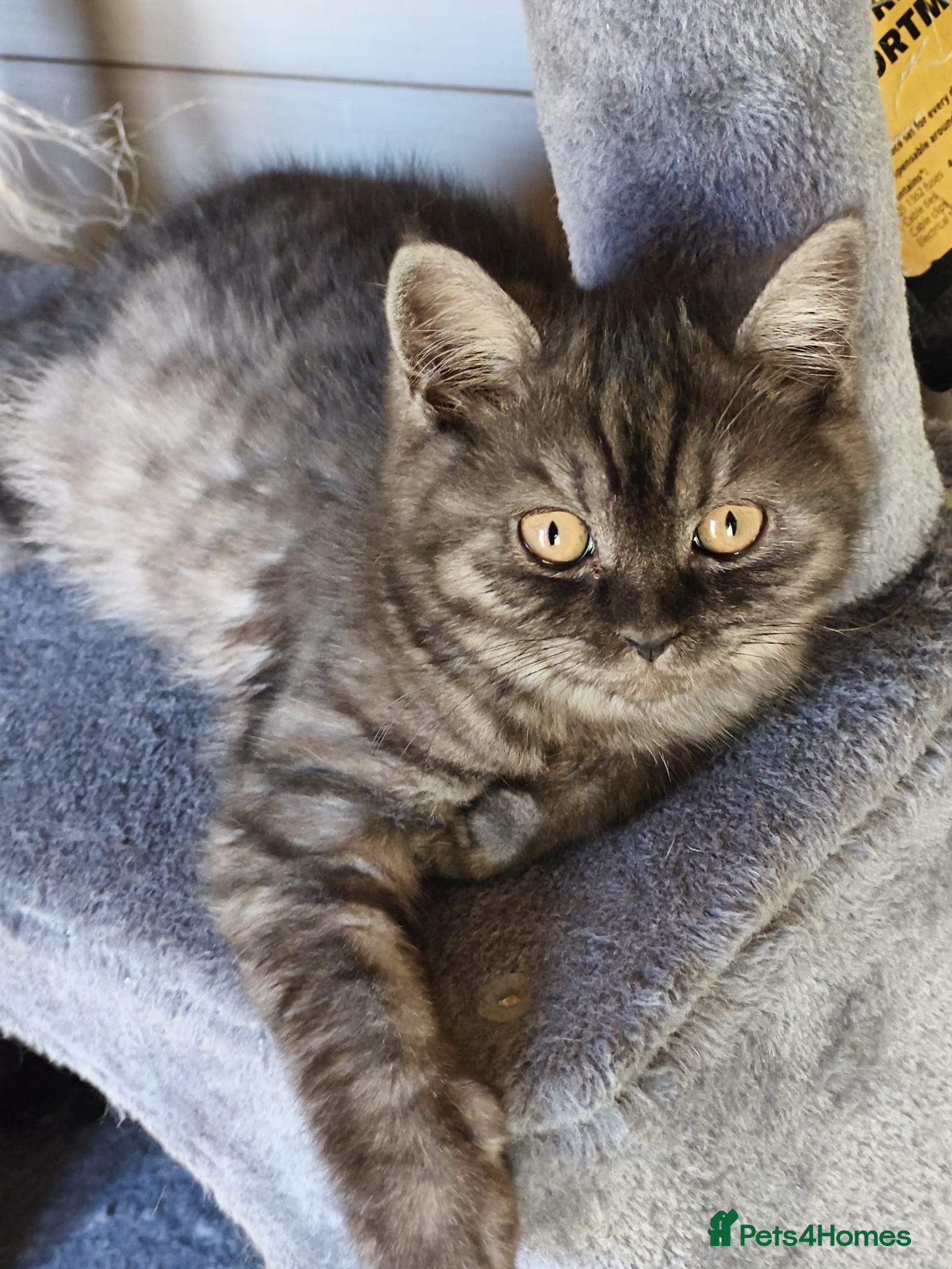 British Shorthair cats BRITISH SHORTHAIR KITTENS GCCF REGISTERED - Advert 1