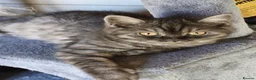 British Shorthair cats for sale: BRITISH SHORTHAIR KITTENS GCCF REGISTERED - Advert 1