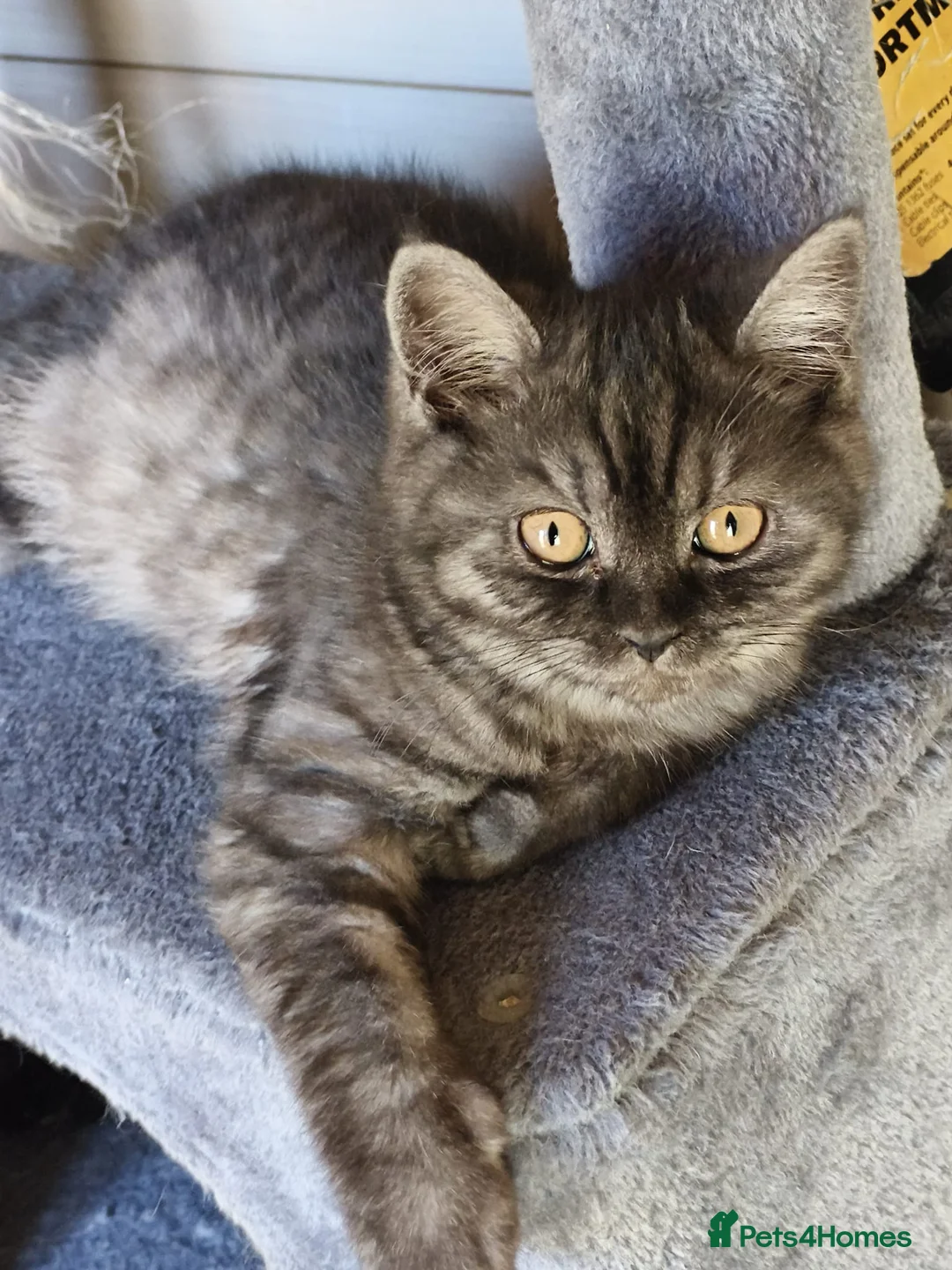 British Shorthair cats for sale: BRITISH SHORTHAIR KITTENS GCCF REGISTERED - Advert 1