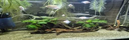 Cichlids fish for sale: Dwarf platinum parrots  in Redditch - Advert 2