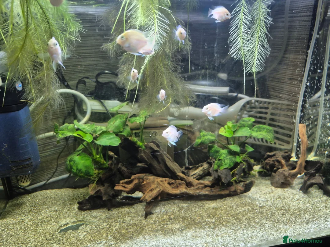 Cichlids fish for sale: Dwarf platinum parrots  in Redditch - Advert 2