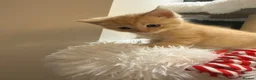 Mixed Breed cats for sale: Beautiful kittens looking for forever homes - Advert 8