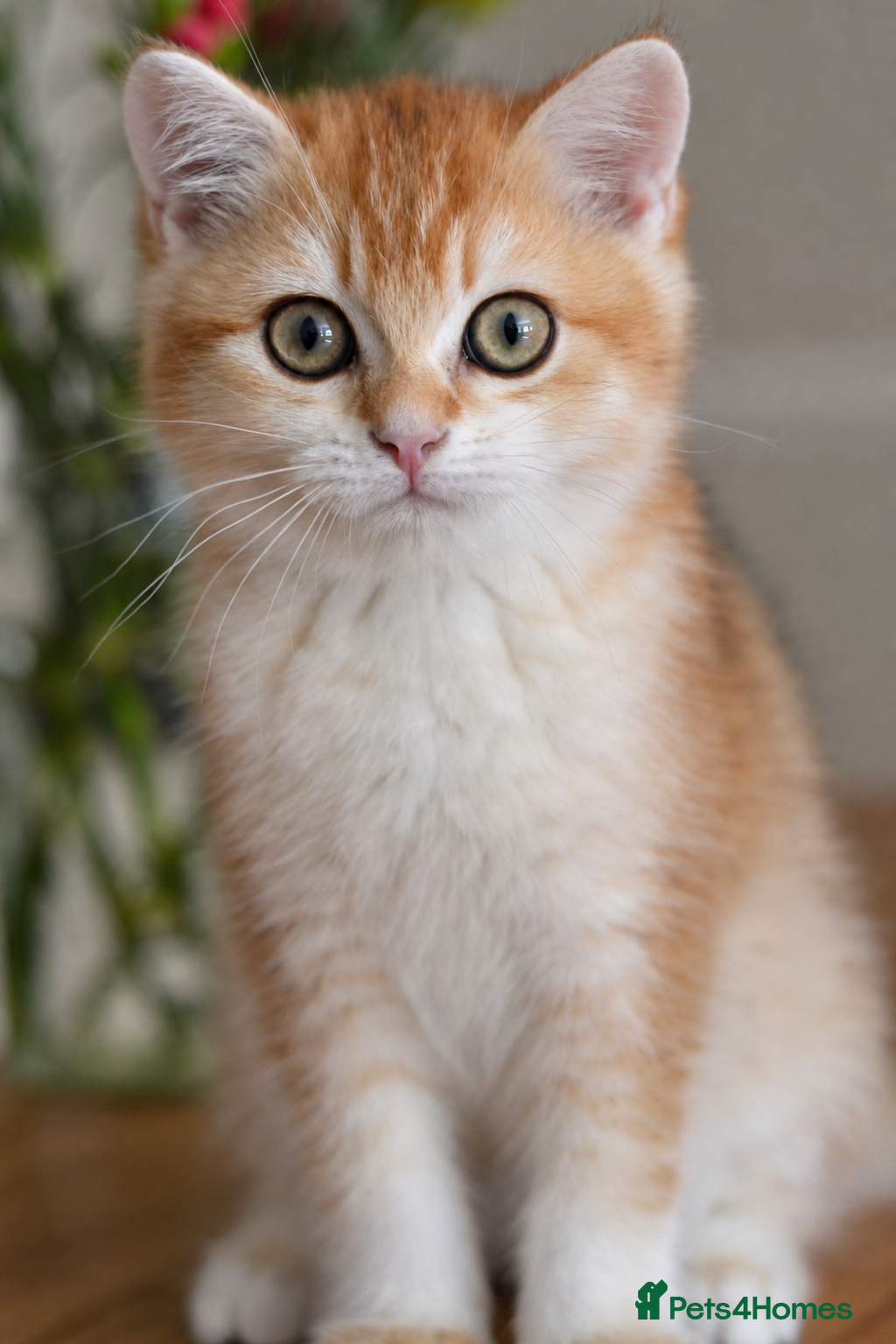 British Shorthair cats GCCF/TICA Stunning Golden BSH Chinchilla Kittens - Advert 1