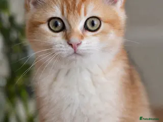 British Shorthair cats GCCF/TICA Stunning Golden BSH Chinchilla Kittens - Advert 1