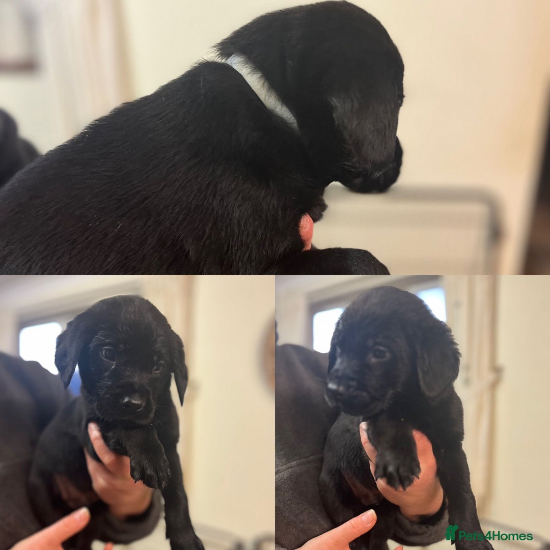 Mixed Breed dogs for sale: Labrador cross puppies - Advert 5