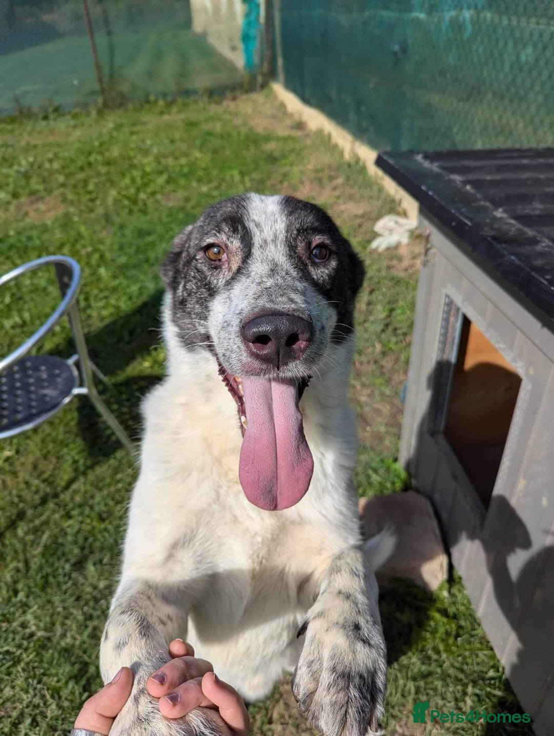 Mixed Breed dogs for adoption: Jeremy for adoption - Image 1